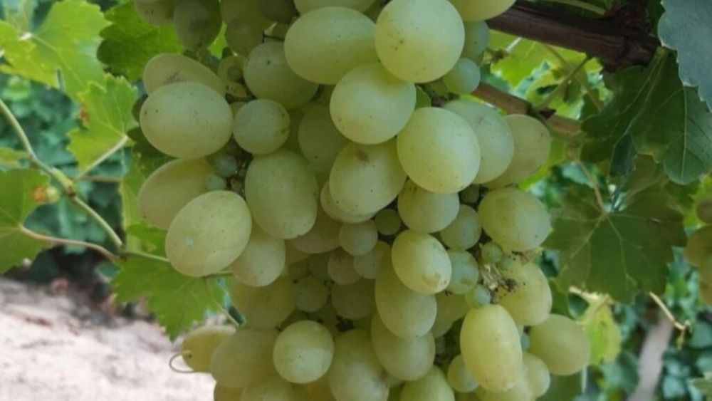 Victoria, soi de struguri pentru masă creat de doi cercetători români, deschide sezonul de recoltare în fermele viticole din Italia