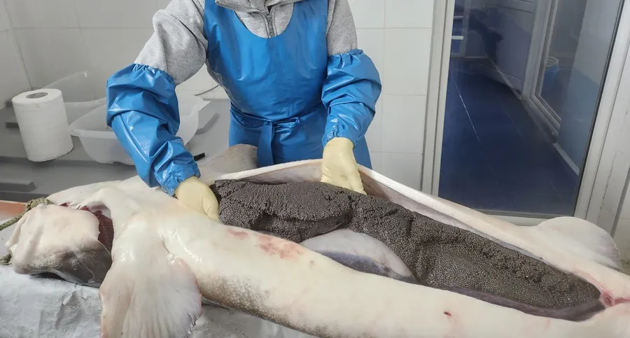 Caviar românesc de cultură