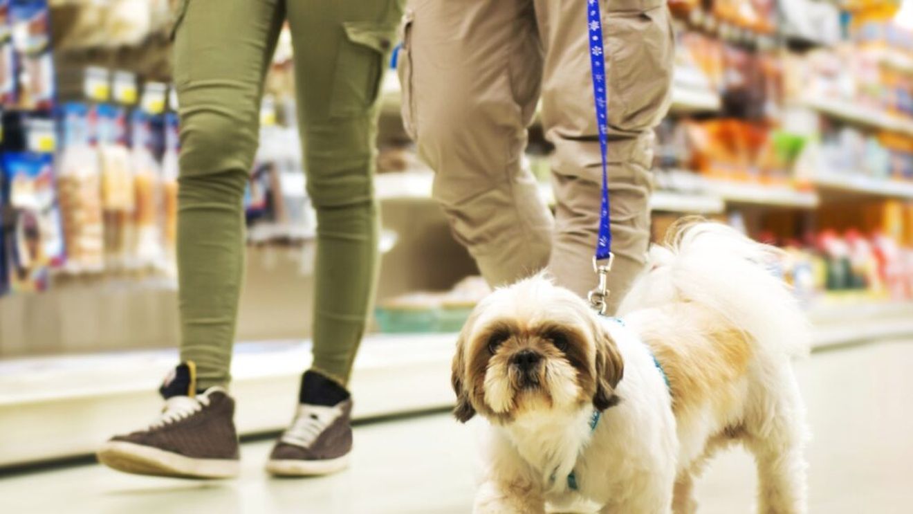 Cum poți face economii la mâncarea pentru câini? Soluții care pot ajuta bugetul