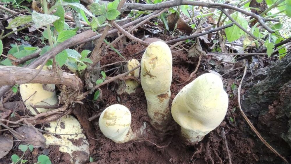 O ciupercă uriașă, de peste două kilograme, a fost descoperită în China / Dianjunus rex poate ajunge la jumătate de metru înălțime