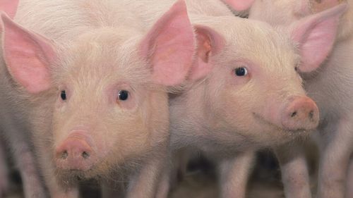 Ferme de porci din jud Mureș, finanţate cu peste 300 de milioane de forinţi de statul ungar, vizitate de viceministrul de externe