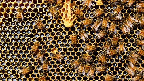 APIA: 7.151 cereri de plată depuse pentru intervenţiile aferente sectorului apicol 2024