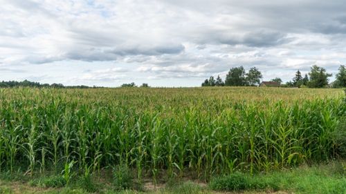 Ucrainenii mizează pe porumb pentru profit în 2025 / Suprafața cultivată va crește cu până la 300.000 hectare