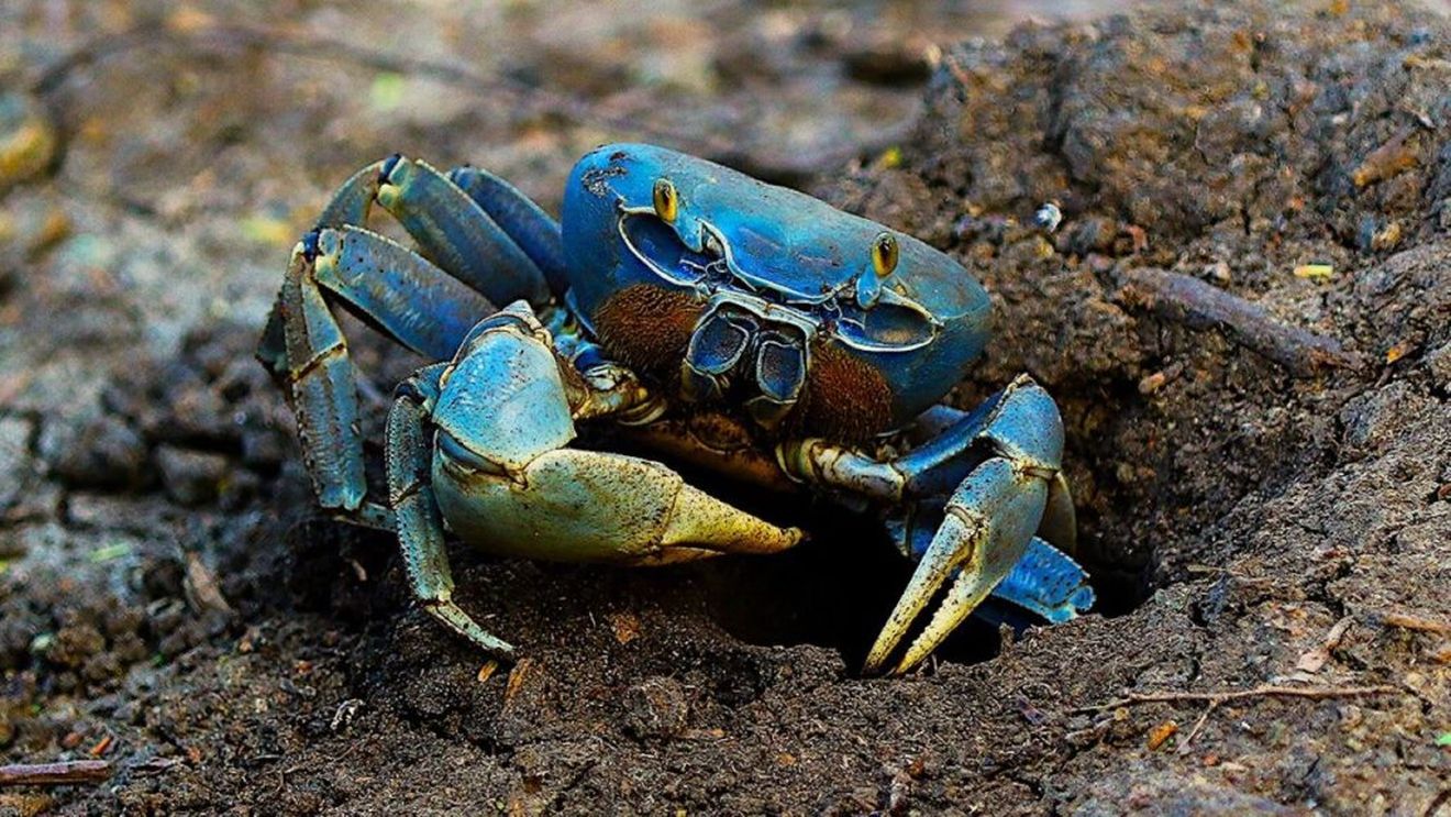 Vietățile invazive din mediul acvatic, resurse alimentare în curs de testare/Bucătarii implicați în proiectul european „LIFE Climate Smart Chefs” creează rețete noi, cu crustacee și pești a căror înmulțire pune în pericol speciile comerciale native