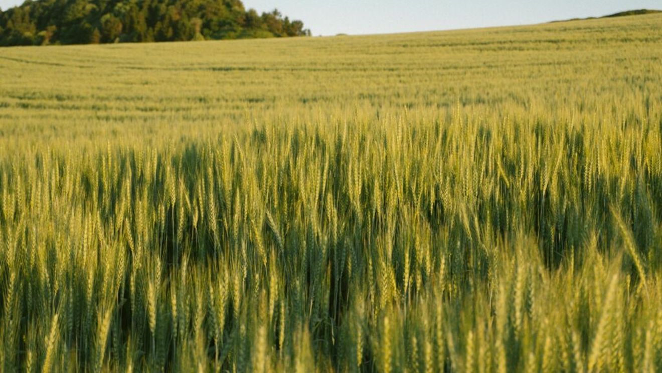 Agricultura îşi menţine contribuţia de aproximativ 4-5% la PIB, în 2025, rezultă din „Cartea albă a agriculturii” / În acest sector lucrează 18-20% din populaţia activă, față de doar 4% media UE