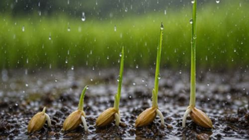 Plantele ar putea „auzi” ploaia / Un studiu arată că semințele germinează cu până la 40% mai repede când percep sunetul picăturilor / Sunetul ploii ar putea fi un semnal de supraviețuire pentru plante