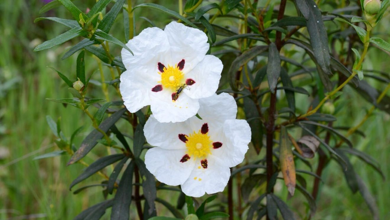 Planta ale cărei flori se deschid o dată pe an, aclimatizată de cercetătorii buzoieni / Cistus ladanifer poate fi folosită în scopuri medicinale și în industria parfumurilor