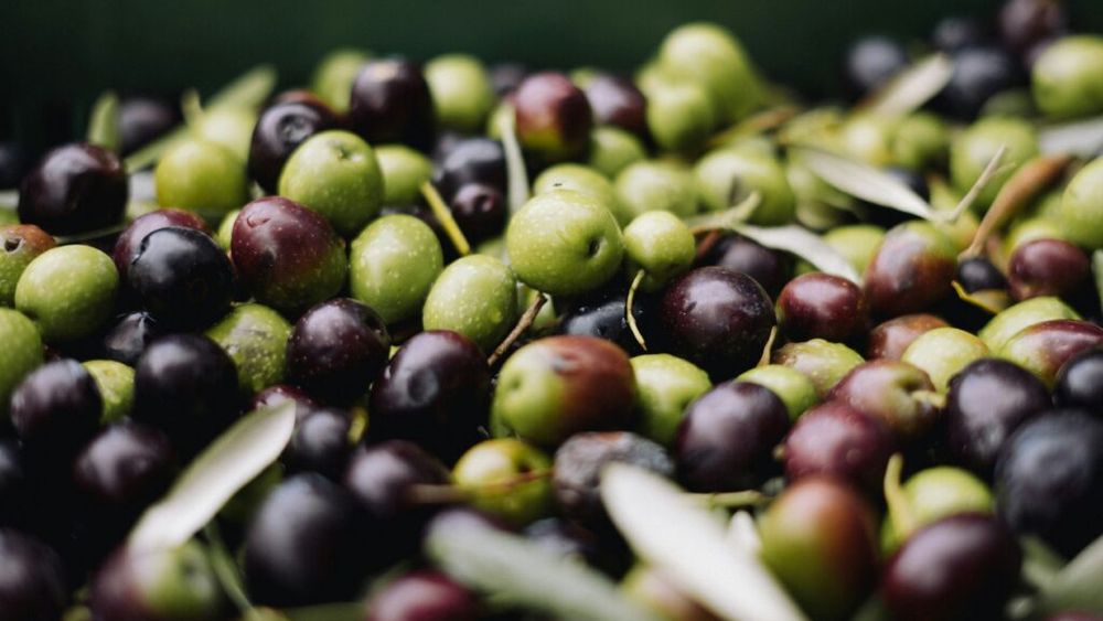 Câte măsline sunt necesare pentru un litru de ulei? Unele sticle sunt obținute din până la 10 kilograme de fructe