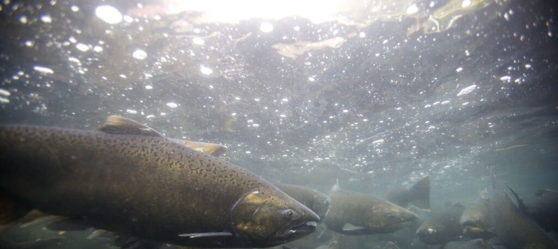 Studiu: Somonii expuși la cocaină înoată mai mult, semnal de alarmă privind poluarea apelor