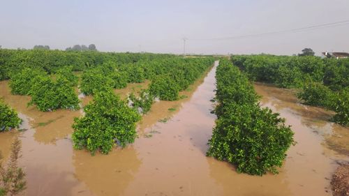 După inundațiile din Spania culturile de citrice și curmale din zona Valenciei sunt încă afectate de apa rămasă pe câmp/ Peste 20.000 de ha de terenuri agricole au fost afectate, bilanțul final ar putea ajunge la 40.000/ Mii de animale au murit, iar altele sunt în pericol din cauza lipsei de hrană