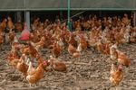 Boala Newcastle se răspândește în fermele avicole din Europa / Autoritățile germane sacrifică sute de mii de păsări pentru limitarea focarelor