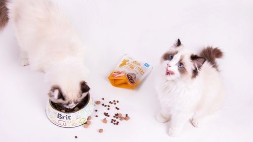 Vafo lansează recompense super-premium pentru pisici / Sunt disponibile sortimente pentru reducerea stresului, sănătatea intestinelor sau a tractului urinar