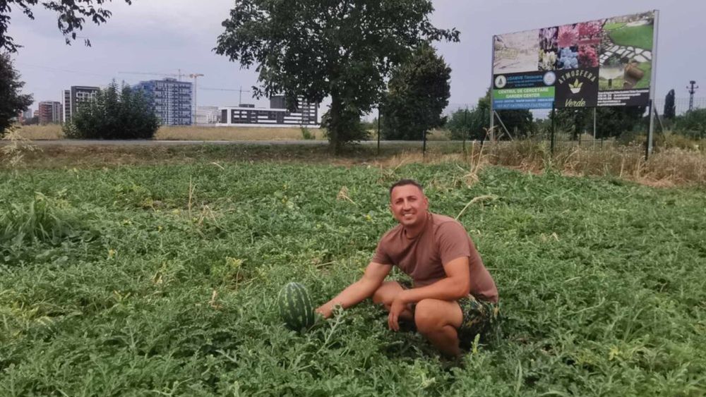 Sezonul lubeniței de Timișoara, umbrit de furturi. Hoții au dat năvală pe plantația de pe terenul Universității de Științele Vieții. „Singura soluție, pentru moment, este să instalez un gard”