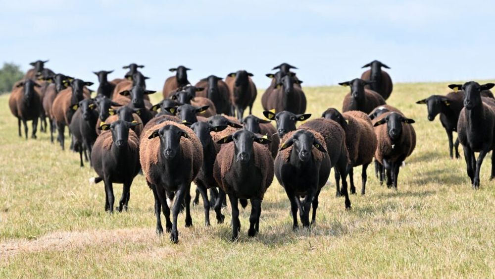 Carnea unei rase de ovine din Franța, salvată de la dispariție, este acum delicatesă pe masa de Paște a credincioșilor catolici