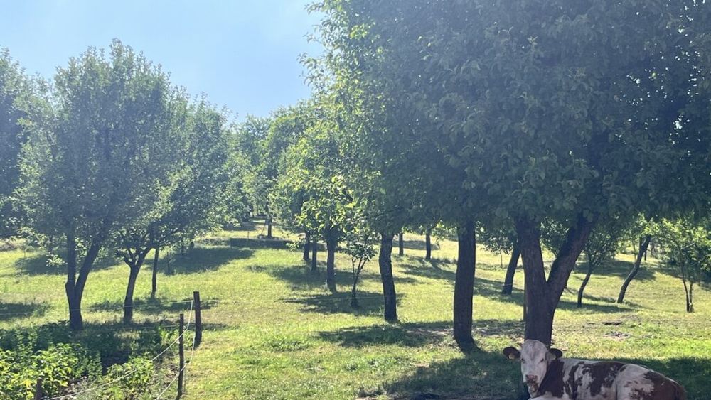 FOTO - VIDEO / „Portret gastronomic local” ajunge în județul Hunedoara. În satul Trestia, Luminița și Nicolae Ciuculescu au transformat o casă de vacanță într-un colț de lume unde fiecare farfurie devine o poveste cu gust local - Ca la mama acasă. „Nu este o afacere, ci un mod de a trăi”