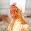 Bacteria din carnea de pui care poate provoca infecții digestive se răspândește tot mai mult / Studiu Oxford: Fermele industriale au accelerat de peste 100 de ori circulația Campylobacter