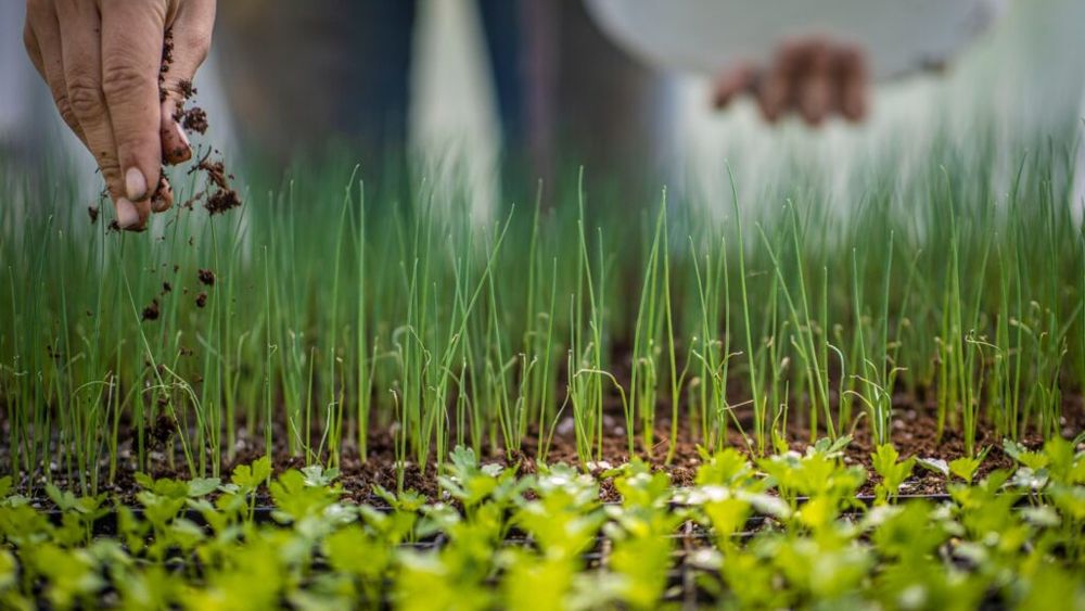 BREAKING | Comisia Europeană a deschis o procedură de infringement împotriva României pentru că a acordat în mod repetat autorizații de urgență pentru utilizarea unor produse care conțin neonicotinoide