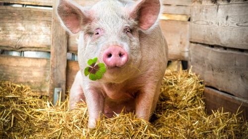 Tradiția de Ignat: De ce se taie porcul de Crăciun pe 20 decembrie / Obiceiul are rădăcini în antichitate / Etnolog: „Era o sărbătoare dedicată Soarelui, în centrul căreia era de fapt sacrificiul animalier” VIDEO