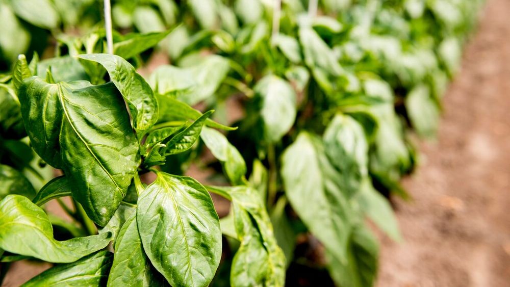 Cum și când se plantează spanacul în grădină / La ce distanță se cultivă și în cât timp crește / Câteva reguli de aur pentru recolte bogate