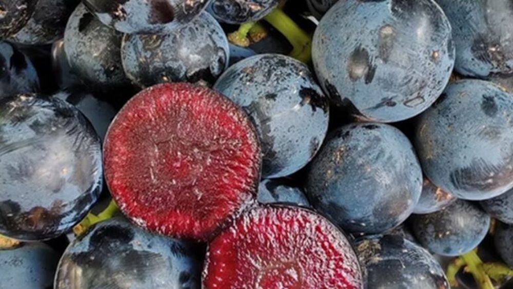 Un nou soi de struguri - „superfruit” - cu pulpă roșie, lansați în premieră în Marea Britanie / Sunt fără sâmburi, au gust de fructe de pădure și sunt bogați în polifenoli puternici