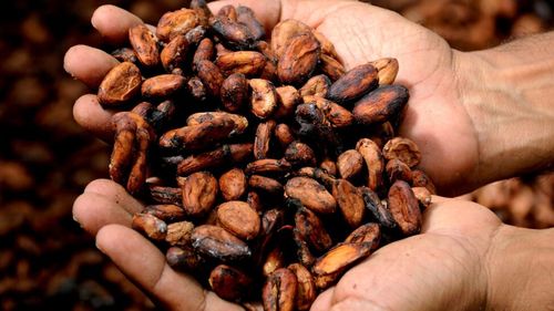 Viitorul ciocolatei ar putea fi asigurat de cultivarea boabelor de cacao în laborator / Cererea de ciocolată depăşeşte cu mult oferta
