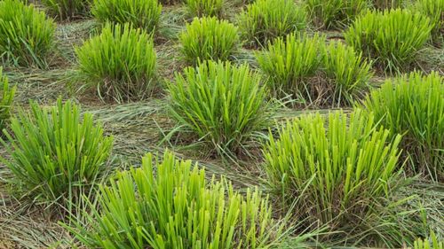 10 plante aromatice împotriva țânțarilor de plantat în grădină sau pe terasă