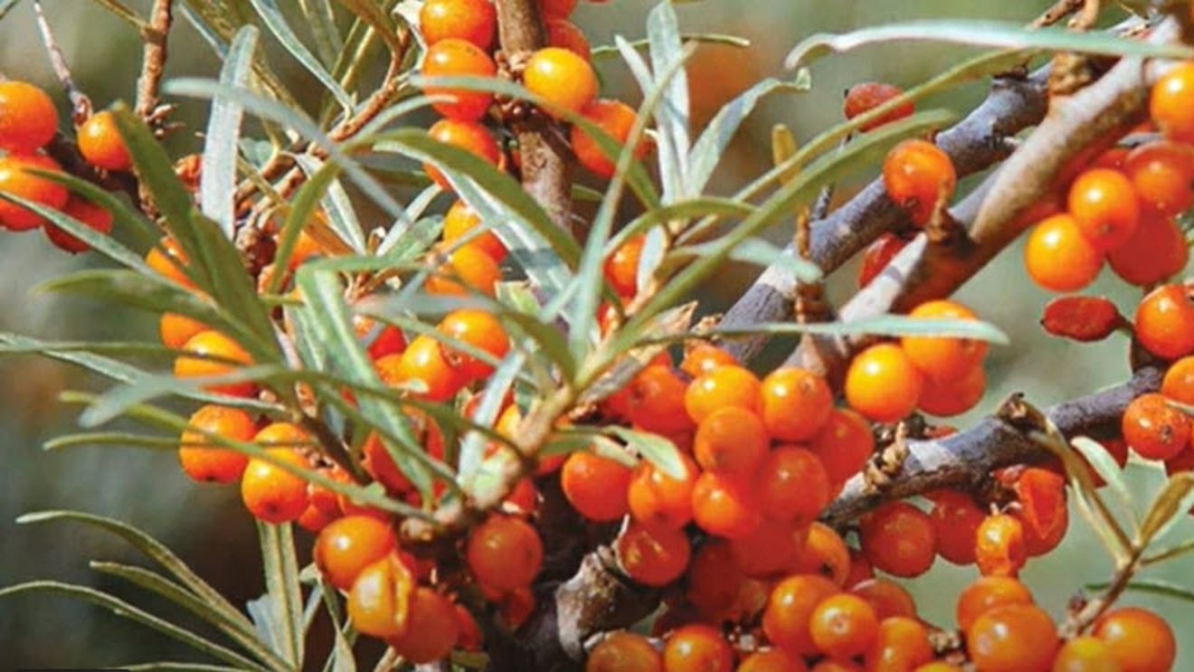 Ceaiul pe care să-l bei iarna/ Conține mai multă vitamina C decât citricele și îți consolidează imunitatea/ În plus te ajută să pierzi în greutate și îți estompează ridurile