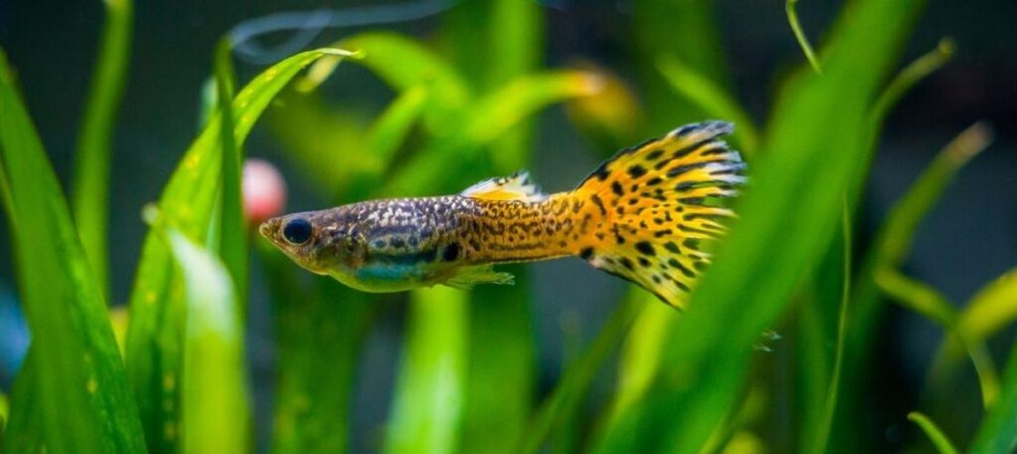 Un antidepresiv comun afectează capacitatea de învățare a peștilor masculi/ Rezultatul poate fi o destabilizare a întregului ecosistem acvatic