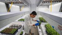 De ce cercetătorii din Texas au trimis semințe de struguri în spațiu / Acestea vor fi expuse radiațiilor cosmice, iar după revenirea pe Pământ, semințele spațiale vor fi replantate!
