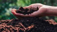 În plină criză a fertilizanților, un produs natural, din resturi vegetale și microalge, îmbunătățește solul și crește rentabilitatea agricolă