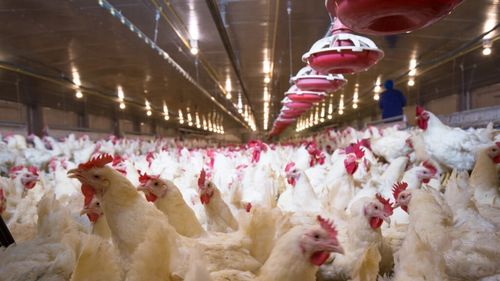 Investigație globală: Găini ținute în condiții mizere în fermele industriale din peste 35 de țări, inclusiv în România / „Dacă va apărea o mutație care permite transmiterea de la om la om, riscul unei pandemii reale este foarte mare”