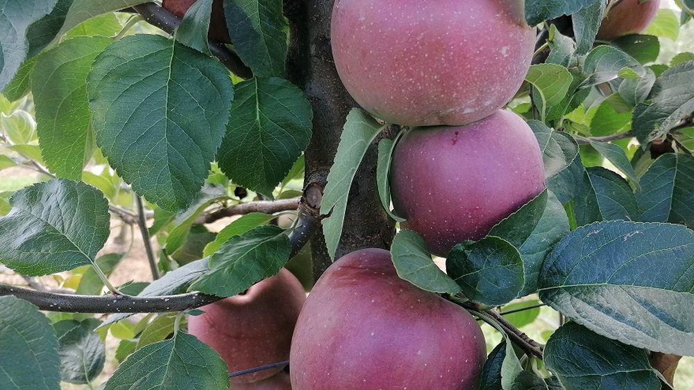 Revista Ferma: ”Peste 100.000 de euro pentru dotarea cu utilaje a unei ferme pomicole din Vrancea”