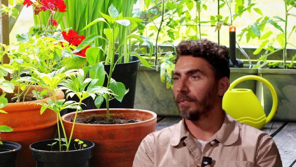 VIDEO | Roșii, căpșuni și plante aromatice: ce poți cultiva chiar dacă locuiești la bloc / Ovidiu Dinișor: „Nu ai nevoie de un hectar de pământ”