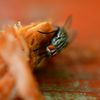 SUA a aprobat un plan de peste 1 miliard de dolari pentru a opri răspândirea unei muște carnivore ucigașe/ Insecta se înmulțește în rănile animalelor domestice