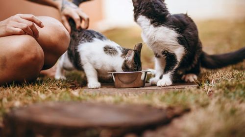 Descifrarea codului felin: Cum creeză producătorii hrană nutritivă și gustoasă pentru pisici