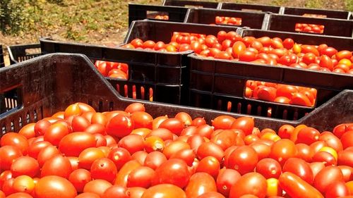 Roșii cultivate în aridocultură, care se udă doar când se plantează. O metodă practicată în Sicilia și care poate folosi drept model în contextul verilor tot mai secetoase. Sunt mai dulci și mai aromate, ideale pentru conserve