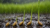 Plantele ar putea „auzi” ploaia / Un studiu arată că semințele germinează cu până la 40% mai repede când percep sunetul picăturilor / Sunetul ploii ar putea fi un semnal de supraviețuire pentru plante