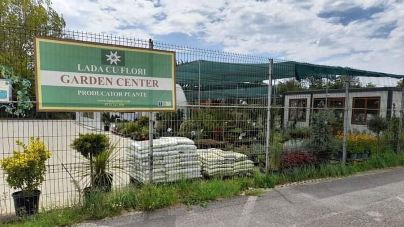 Teleorman: Satul Lada a devenit „lada cu flori”. Un bucureștean a investit banii câștigați în străinătate în producția de plante aromatice și ornamentale / Nu a avut succes cu legumele