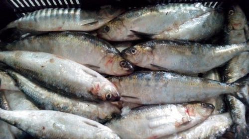 Peștii din Marea Neagră, ar putea fi în pericol din cauza pesticidelor din agricultură/ Rezultatul cercetărilor derulate la Constanța va fi trimis autorităților, care pot decide interzicerea anumitor substanțe cu impact devastator asupra mediului acvatic