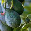 Exporturile de avocado mexican către SUA, suspendate din nou / Cartelurile și amenințările de securitate blochează livrările