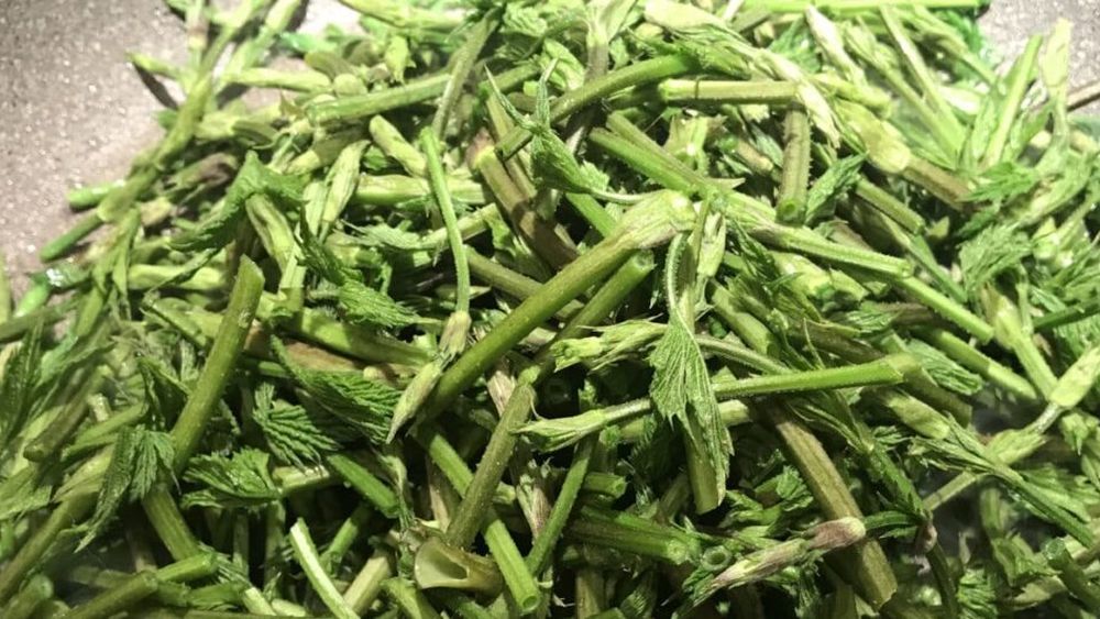 Lujerii de hamei, deși costă 1.000 de euro/kg, devin tot mai populari pe piața europeană