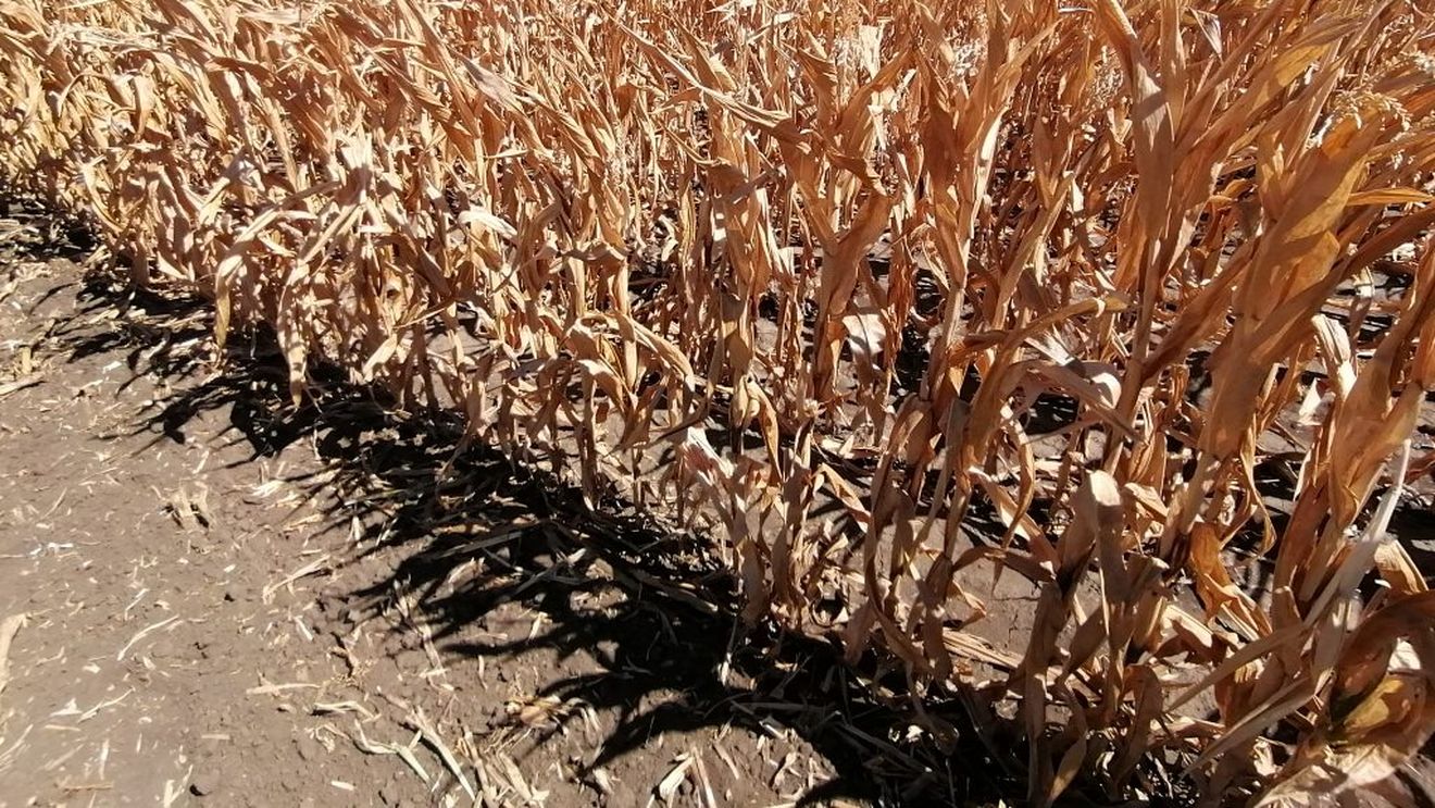 Seceta extremă a făcut ravagii în culturile de porumb, în Câmpia Bărăganului, acolo unde amenajarea de irigații Gălățui - Călărași este complet nefuncțională
