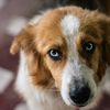 Provocare pentru iubitorii de animale: Pașii făcuți între 4 și 11 octombrie se transformă în hrană pentru animale