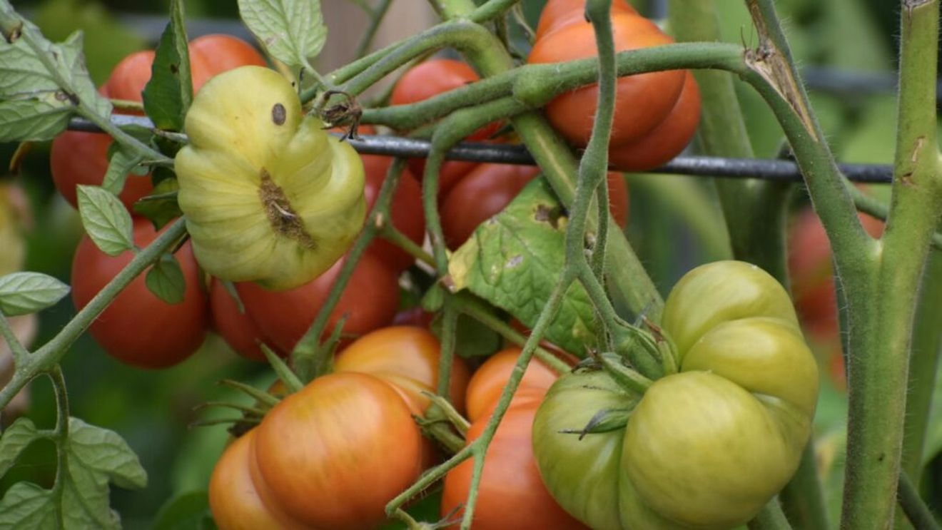 Rețetele bunicii așa cum se fac la țară, într-un sătuc din județul Prahova/Bulionul de roșii și zacusca preparate ca odinioară