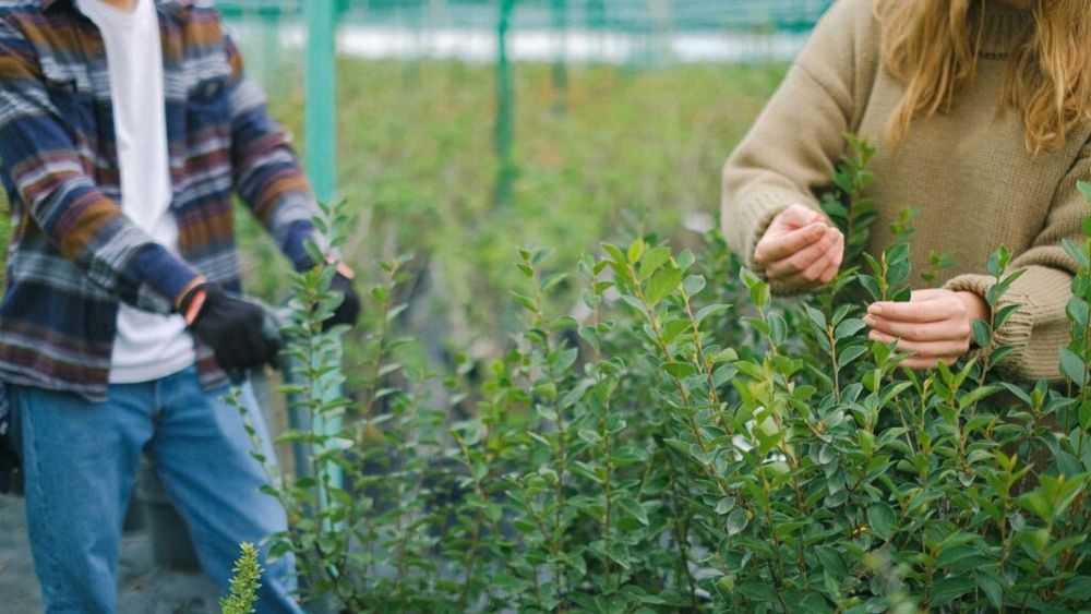 România trebuie să crească de cinci ori suprafața agricolă certificată ecologic pentru a atinge procentul stabilit de Comisia Europeană pentru statele membre