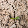 Un „burete” biodegradabil ar putea păstra apa în sol / Un test făcut pe culturile de grâu a arătat că a crescut umiditatea solului și a stimulat activitatea biologică