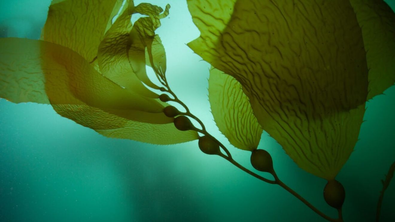 Climă: Dispariţia pădurilor subacvatice ameninţă peştii şi crustaceele / În anumite locuri, câteva mii de tone de biomasă de alge au dispărut, afectând ecosistemul și pescuitul