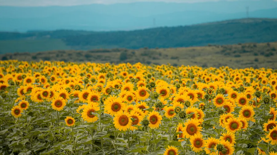 recolta floarea soarelui