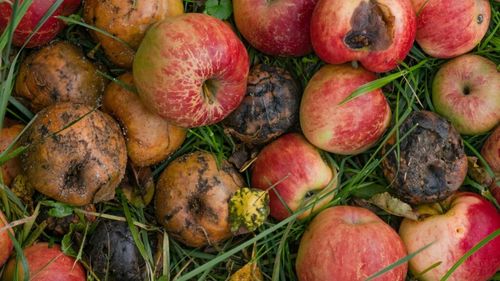 Buzău: Mere destinate elevilor, retrase din patru şcoli după ce au fost distribuite stricate