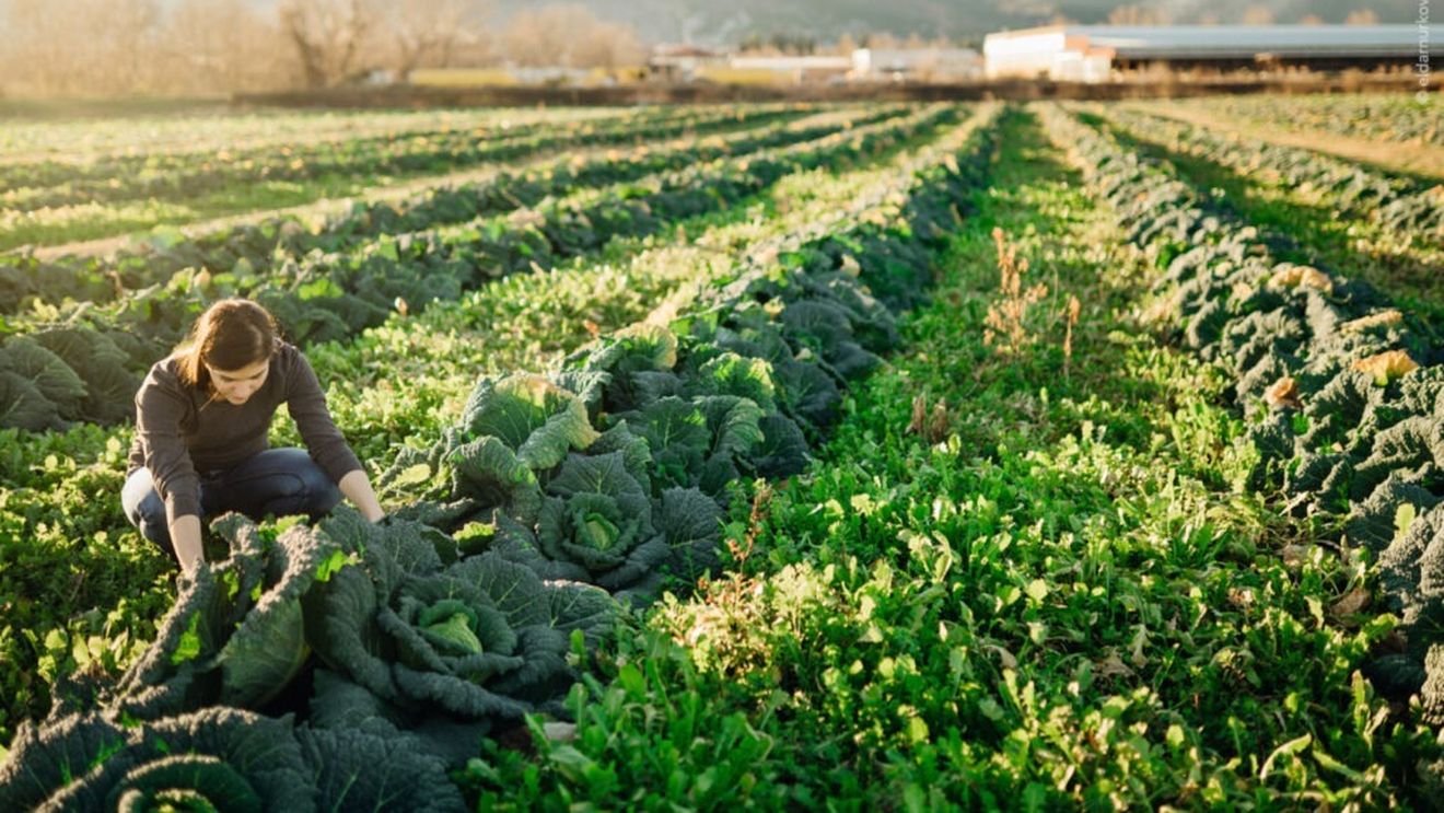 Parlamentul European și-a hotărât poziția față de viitorul agriculturii. Plățile directe către fermieri, reducerea birocrației și un buget solid pentru PAC sunt principalele obiective